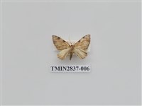 藏品(尺蛾538)的圖片